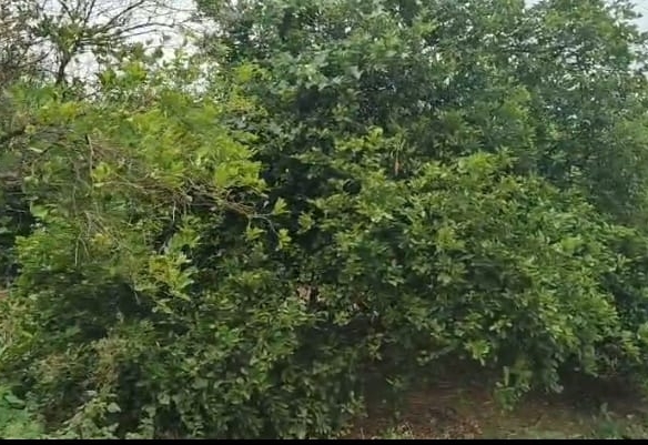 🌾 12 Acres Readymade Garden for Sale Near Tripurantakam , Andhra pradesh | 2 Borewells, Lime Trees & Transformer | BX25227 | 💰 ₹15 Lakhs Per Acre agriculture land for sale