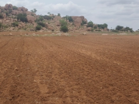 ₹7 Lakhs Per Acre | 5 Acres Red Soil Agricultural Land for Sale Near Pattikonda, Kurnool, AP | Single Owner | BX-25381 agriculture land for sale