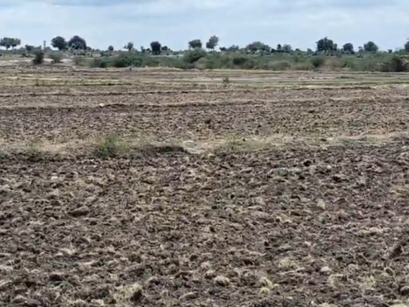 14 Acres Black Soil Agricultural Land for Sale Near Gabburu Village, Devadurga Taluk, Raichur, Karnataka | Canal Water | BX25400 agriculture land for sale