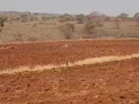 🌾 9 Acres Verified Red Soil Agricultural Land for Sale Near Rajeshwar Village, Basavakalyan taluk, Karnataka | Borewell | ₹12 Lakhs Per Acre | BX-25479 agriculture land for sale