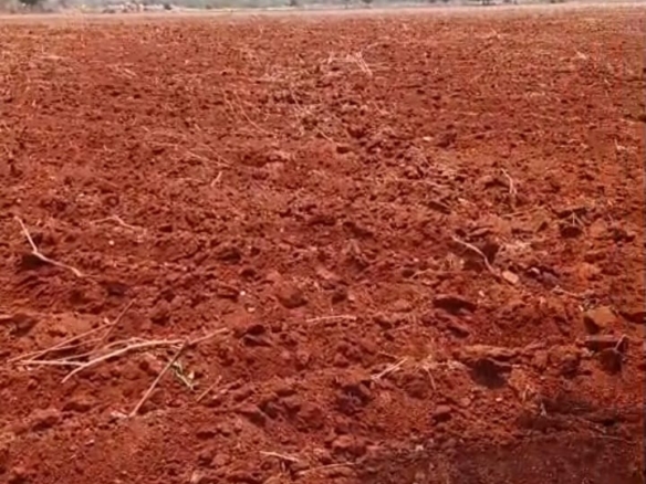 💰₹8 Lakhs Per Acre 💰100 Acres Red Soil Agricultural Land for Sale in Ardhaveedu, Markapuram District, Andhra Pradesh | Good Ground Water | BX-25967 agriculture land for sale