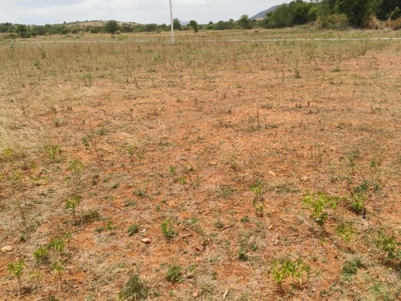 ₹7.5 Lakhs/Acre | 3 Acres Pure Red Soil Agriculture Land for Sale in Sri Sathya Sai District, Andhra Pradesh | BHOOVIX BX-26423 agriculture land for sale
