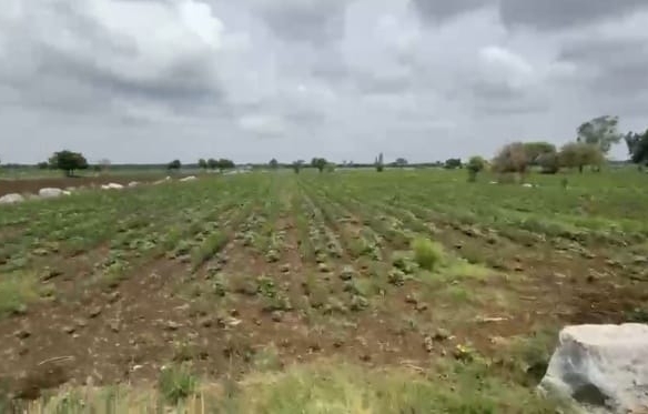2 Acres Black Soil Agriculture Land for Sale in Kalaburagi District, Karnataka | ₹12 Lakhs/Acre | BX-26345 | agriculture land for sale