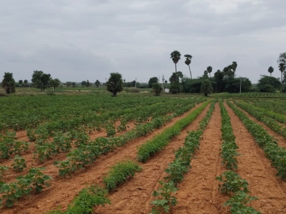 5 Acres Mixed Soil Agricultural Land for Sale in Jogulamba Gadwal District, Telangana | ₹14 Lakhs/Acre | BHOOVIX BX-26728 agriculture land for sale