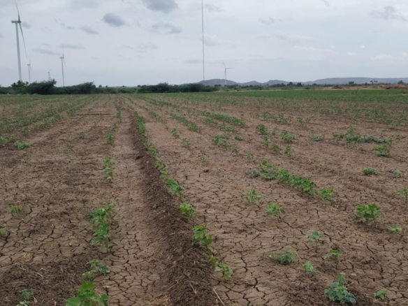 ₹8 Lakhs Per Acre |10 Acres Black Soil Agricultural Land for Sale in Kurnool District, Andhra Pradesh | BHOOVIX BX-27444 agriculture land for sale