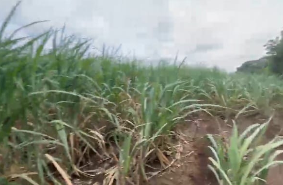 10 Acres Black Soil Agricultural Land for Sale in Kalaburagi, Karnataka| 4 Bores running |35 Lakhs per Acre | BHOOVIX BX-27033 | agriculture land for sale