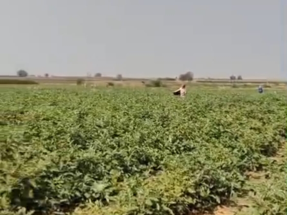 3 Acres Mixed Soil Land for Sale in Jogulamba gadwal district, Telangana | one bore running | ₹35 Lakhs per Acre | BHOOVIX BX-27043 agriculture land for sale