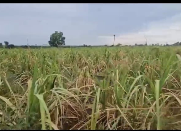1 Acre Red Soil Agricultural Land for Sale Bidar District, Karnataka | ₹15 Lakhs per Acre | BHOOVIX BX-27698 agriculture land for sale