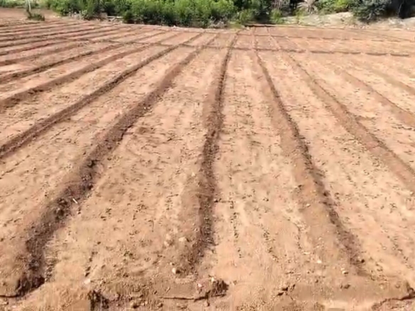 "2.50 Acres Verified Red Soil Agricultural Land for Sale BX27742"