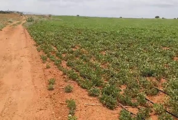 10 Acres Red Soil Land for Sale in Sri Sathya Sai District, AP  | ₹15 Lakhs per Acre | BHOOVIX BX-27136 agriculture land for sale