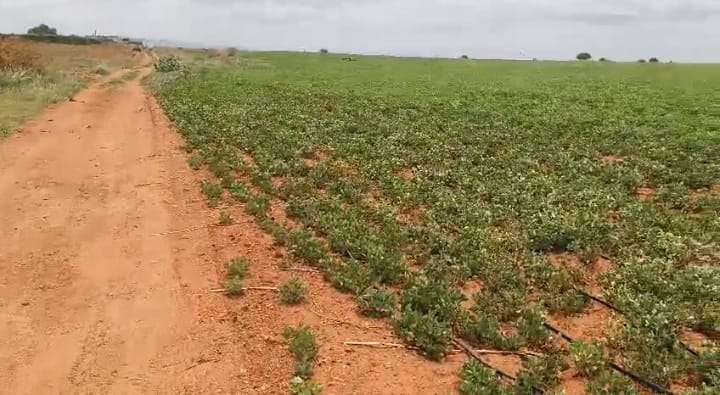 10 Acres Red Soil Land for Sale in Sri Sathya Sai District, AP  | ₹15 Lakhs per Acre | BHOOVIX BX-27136 agriculture land for sale
