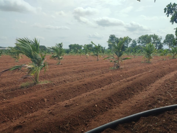 15 Acres 10 Guntas Farm Land for Sale in Molakalmuru Taluk, Chitradurga District, Karnataka | ₹30 Lakhs | BHOOVIX BX-28399 agriculture land for sale