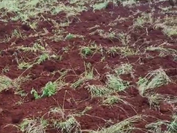 6.50 Acres  Agricultural Land for Sale in Bidar District, Karnataka | ₹28 Lakhs per Acre | BHOOVIX BX-28412 agriculture land for sale