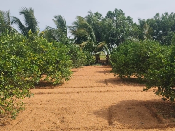 5 Acres Sweet Lemon Garden