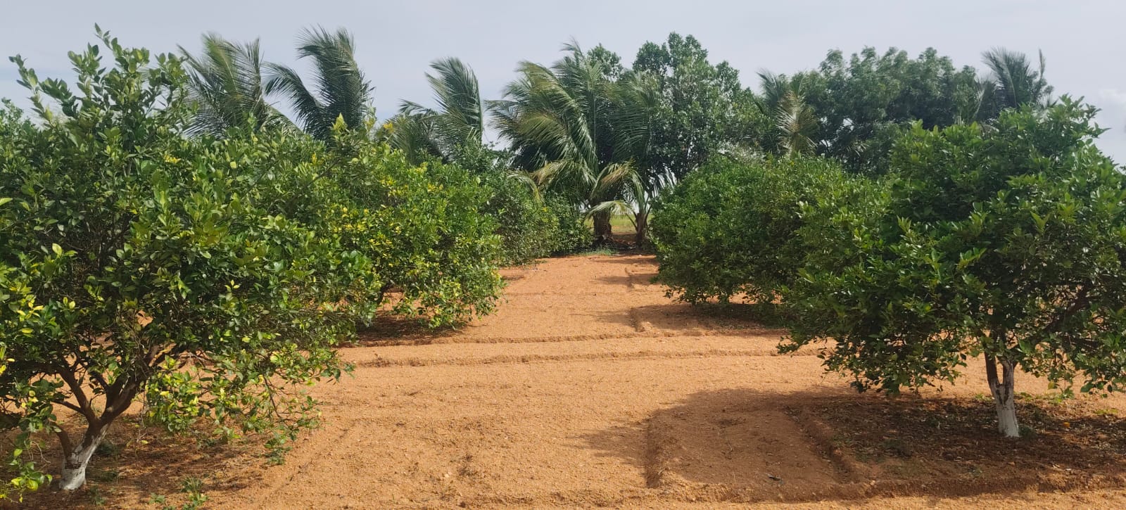 5 Acres Sweet Lemon Garden