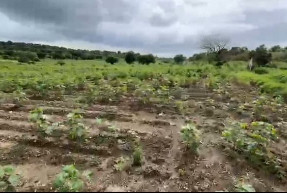 4 Acres Black Soil