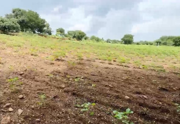 1 Acre Commercial Black Soil