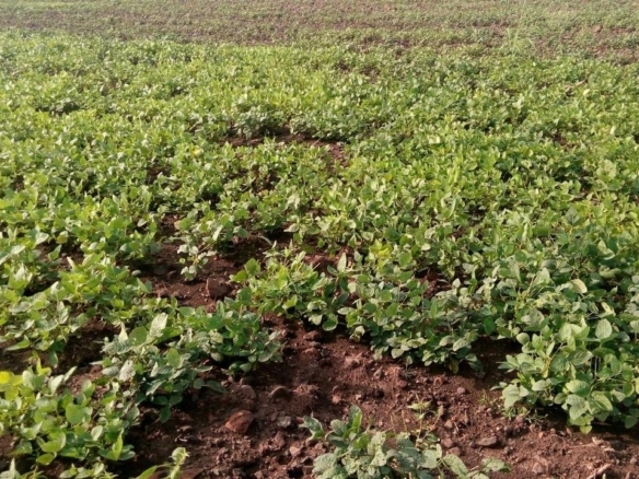 13 Acres 30 Guntas