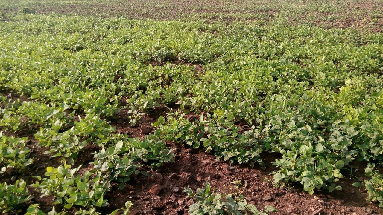 13 Acres 30 Guntas
