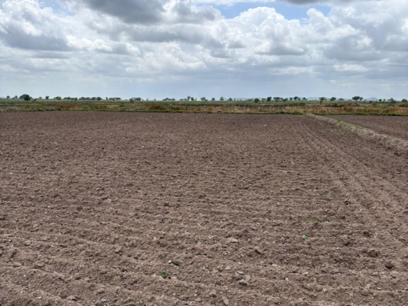 54 Acres Black Soil Land