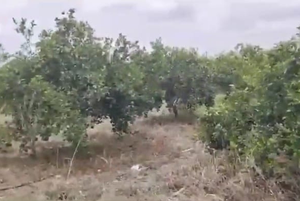 4.60 Acres Sweet Lemon Garden