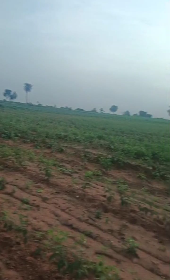 1 Acres 20 Guntas Red Soil Agri Land