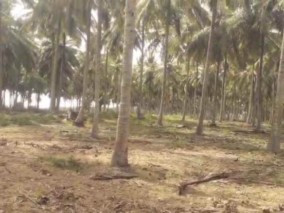 Cocunut,arecanut Garden Sale facing Ooty-Mysore Road