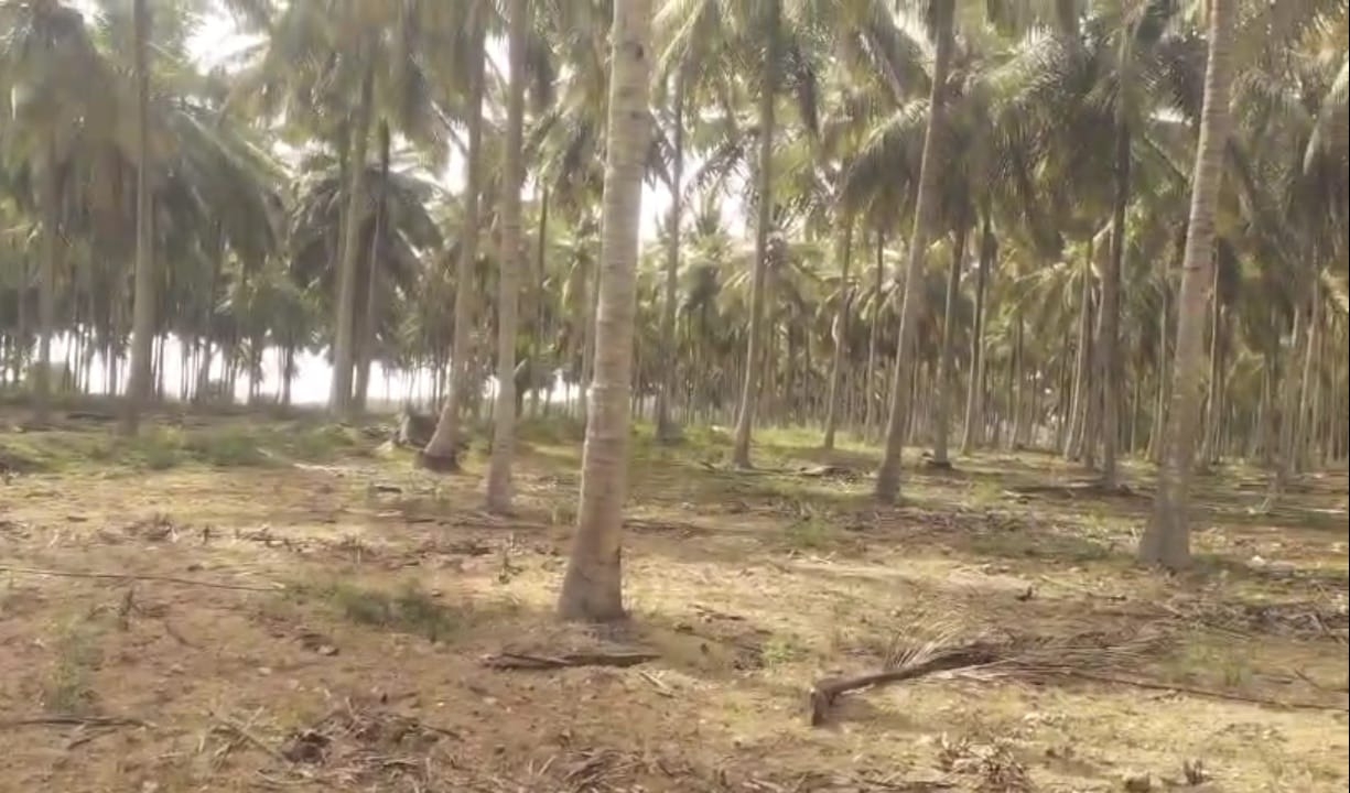 Cocunut,arecanut Garden Sale facing Ooty-Mysore Road