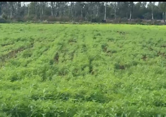 3 Acres Red Soil Agricultural Land