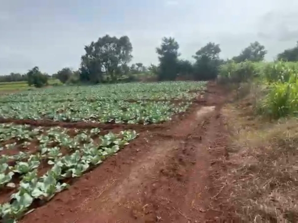 7 Acres Agricultural Land