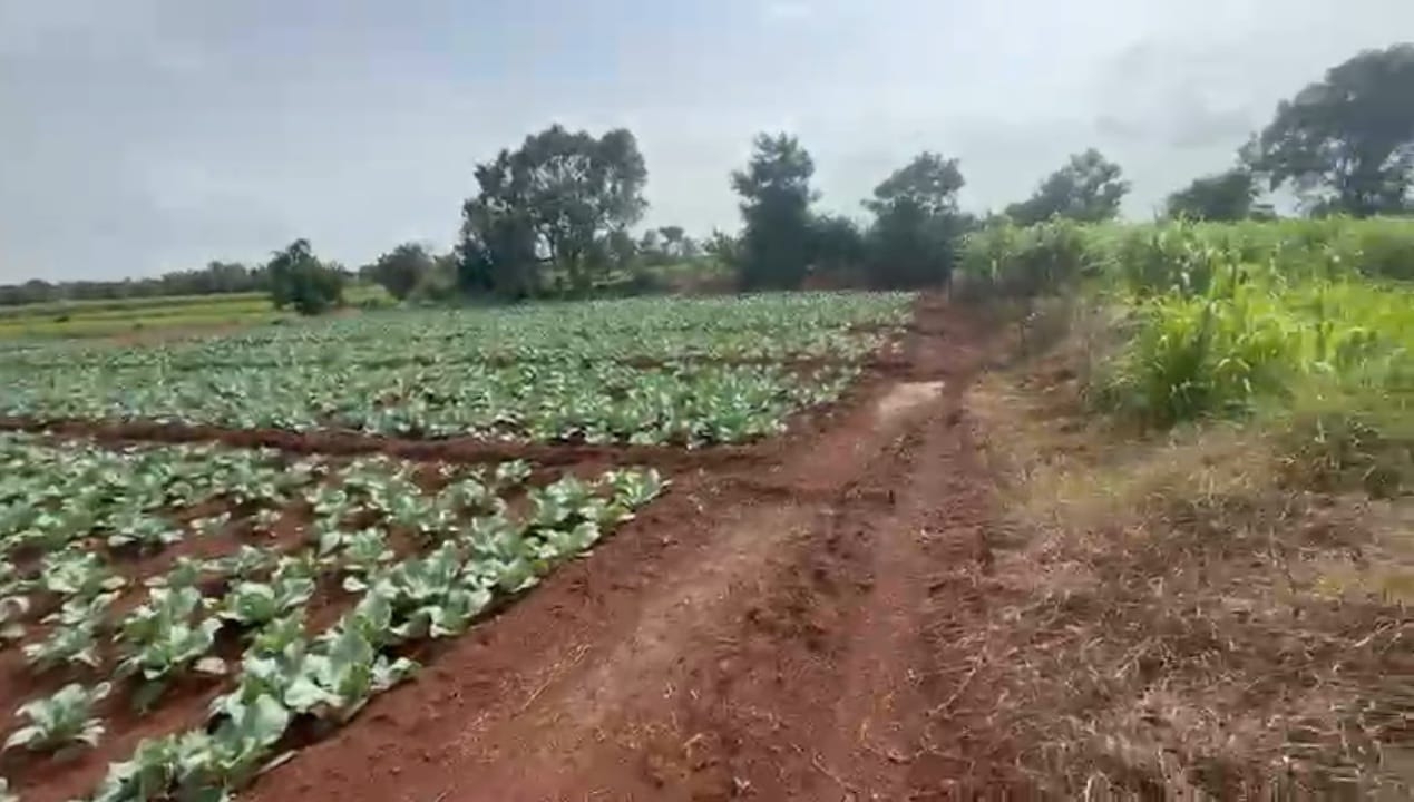 7 Acres Agricultural Land