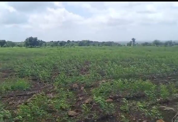 6 Acres 20 Guntas Black Soil Agricultural Land In Chincholi