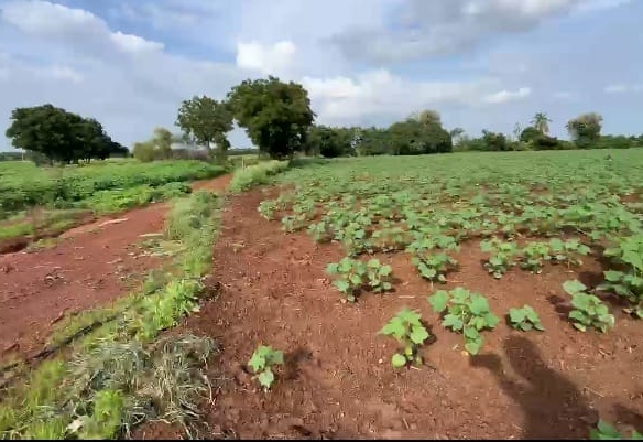 1 Acre Agricultural Land