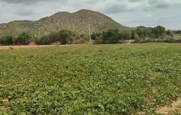 10 Acres Red Soil Land