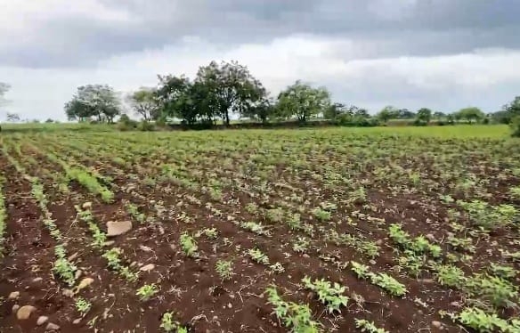 52 Acres Agricultural Land