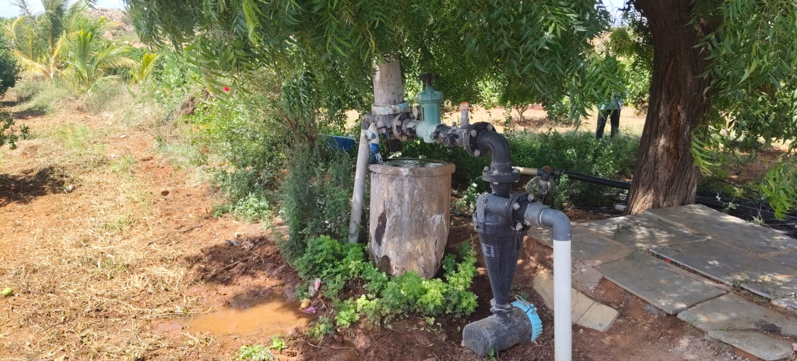 5 Acres Sweet Lemon Garden Land