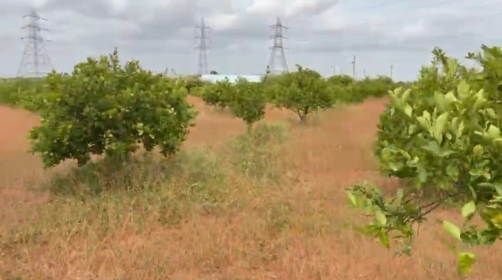 Sweet Lime Orchard