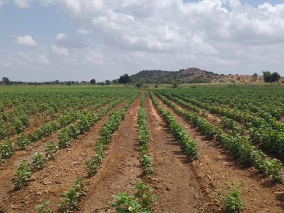 18 Acres Mixed Soil