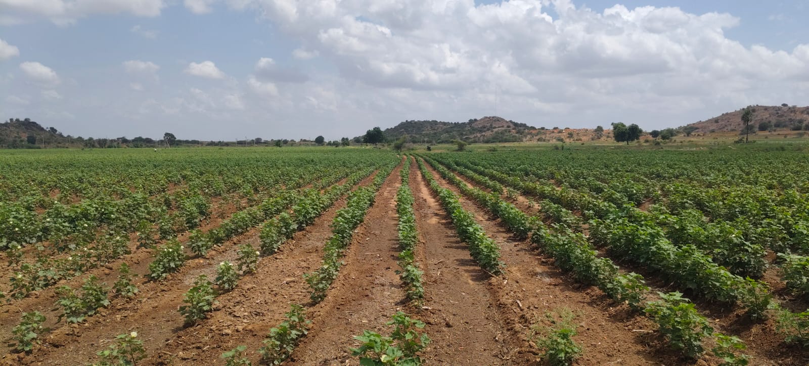 18 Acres Mixed Soil
