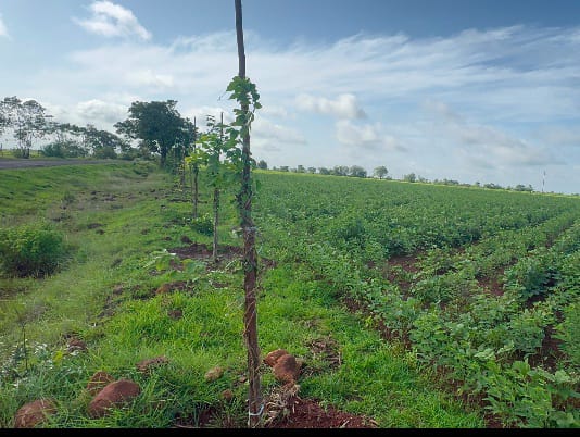 Mixed Soil Agricultural Land