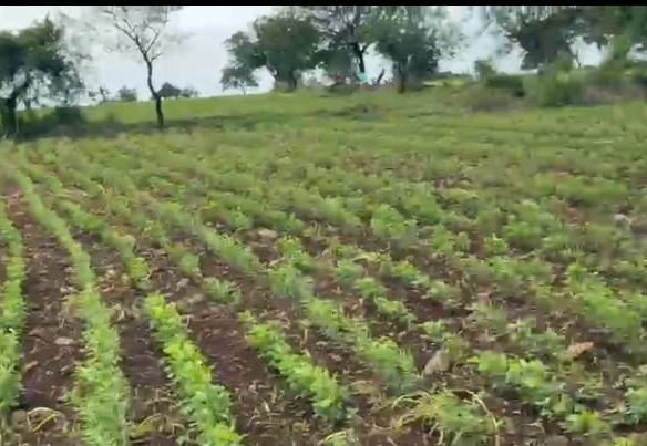 45 Acres Black Soil Land