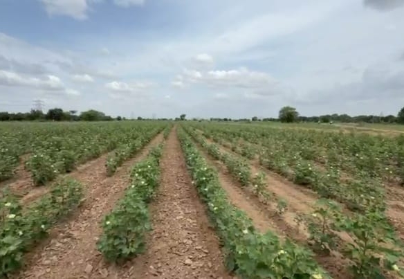 13 Acres Black Soil Land