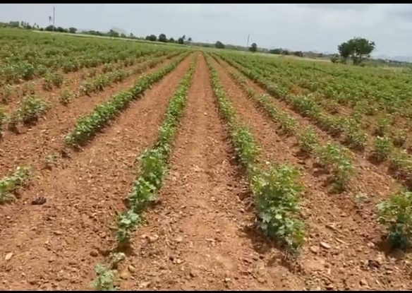 Red Soil Agricultural Land