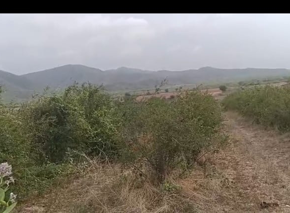 pomegranate Garden red soil land