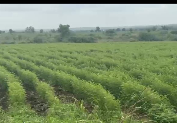 20 Acres Black Agricultural Land