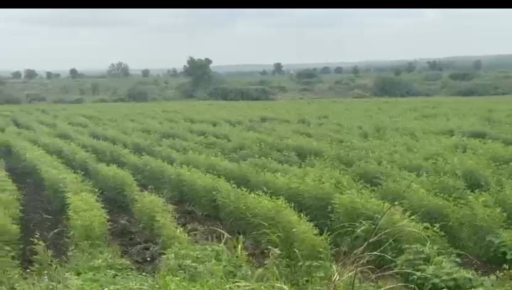 20 Acres Black Agricultural Land