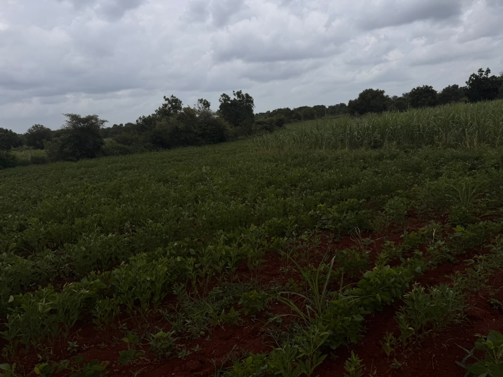 Red Soil Agriculture Land 