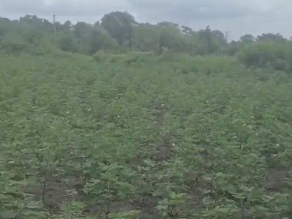 Black Soil Agriculture Land