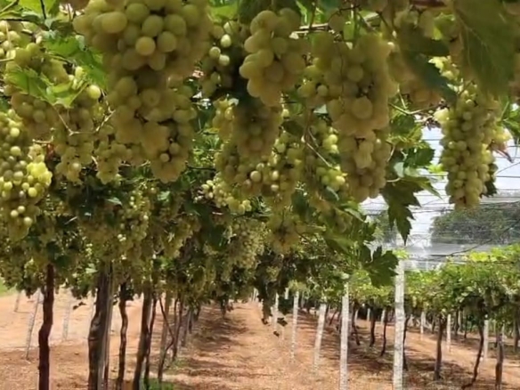 Grapes Garden 2.50 Acres Red Soil Land