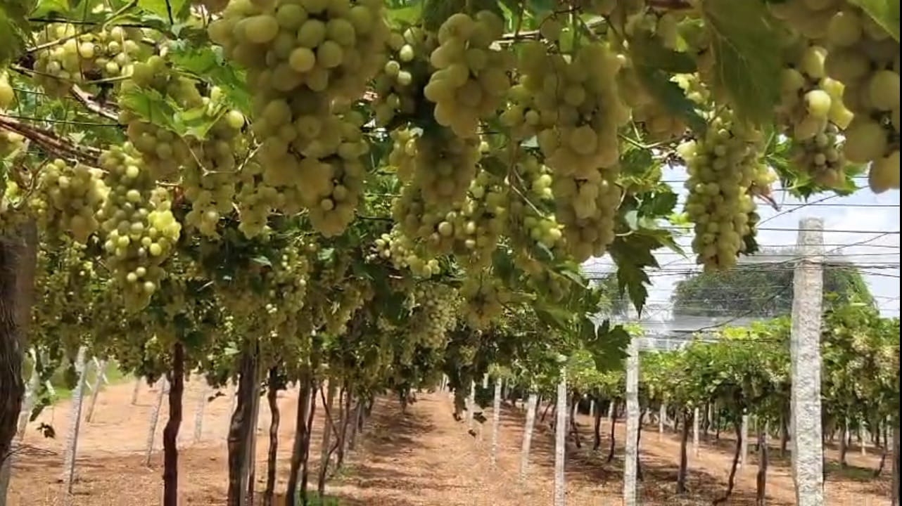 Grapes Garden 2.50 Acres Red Soil Land